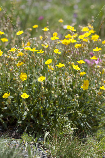 Helianthemum grandiflorum (rode lijst IUCN