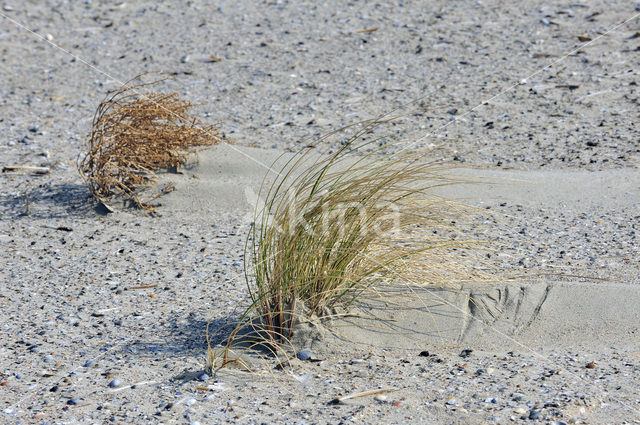 Marram (Ammophila arenaria)