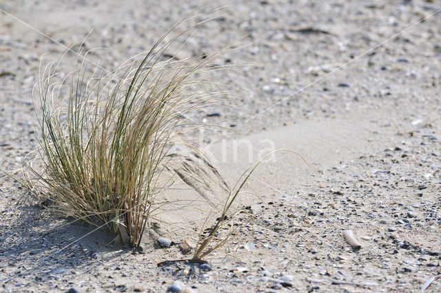 Marram (Ammophila arenaria)