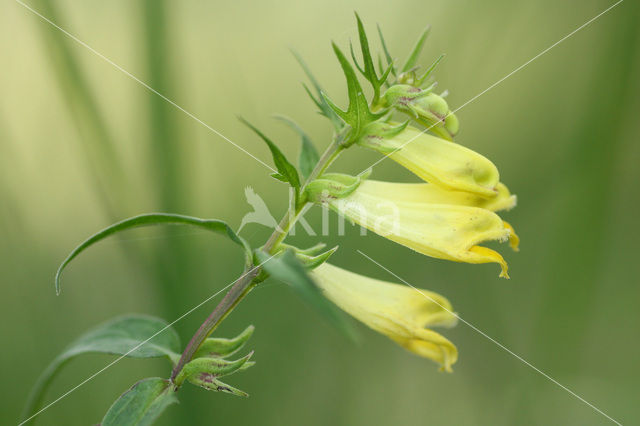 Hengel (Melampyrum pratense)