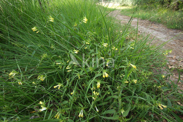 Hengel (Melampyrum pratense)