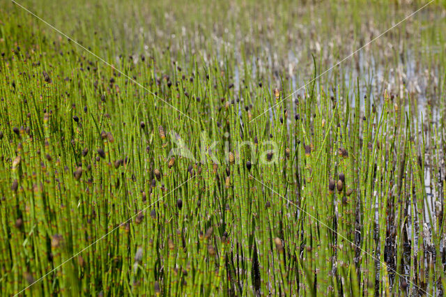Waterhorsetail (Equisetum fluviatile)