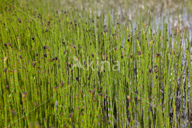 Waterhorsetail (Equisetum fluviatile)