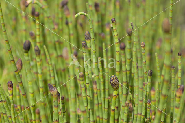 Waterhorsetail (Equisetum fluviatile)