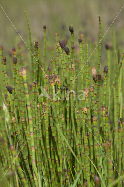 Holpijp (Equisetum fluviatile)