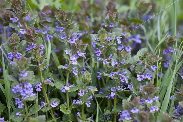 Ground Ivy (Glechoma hederacea)