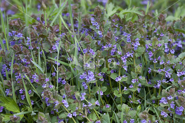 Ground Ivy (Glechoma hederacea)