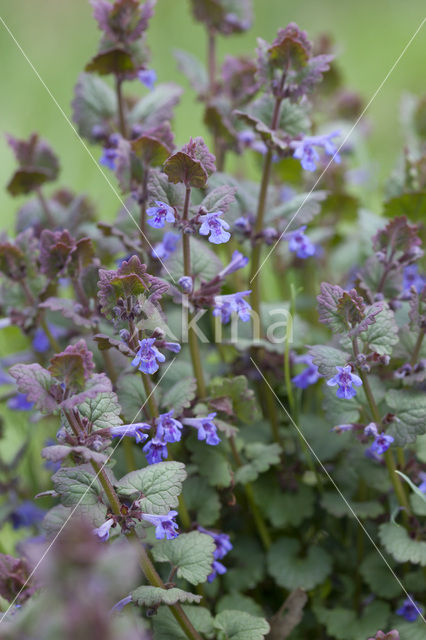 Ground Ivy (Glechoma hederacea)