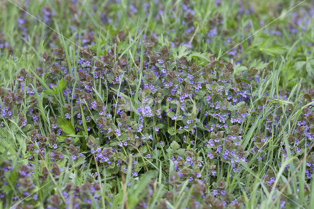 Hondsdraf (Glechoma hederacea)