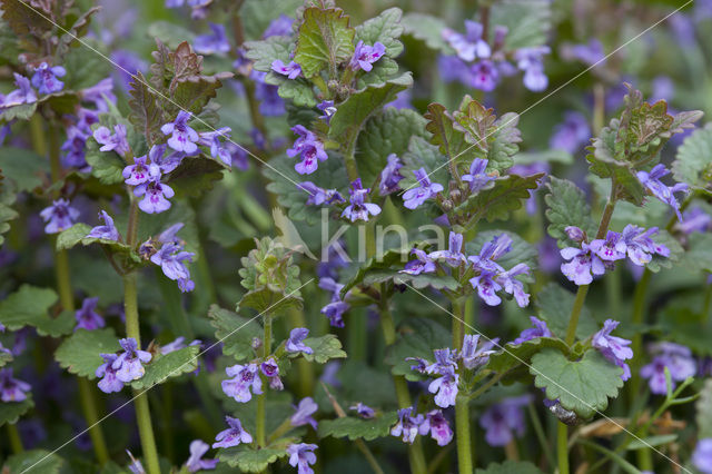 Hondsdraf (Glechoma hederacea)