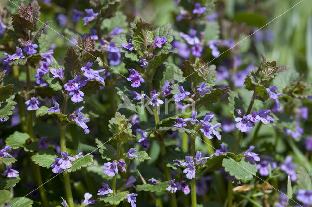 Hondsdraf (Glechoma hederacea)
