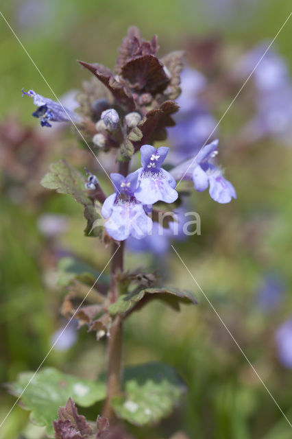 Ground Ivy (Glechoma hederacea)