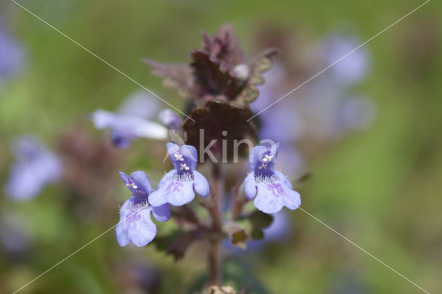 Ground Ivy (Glechoma hederacea)