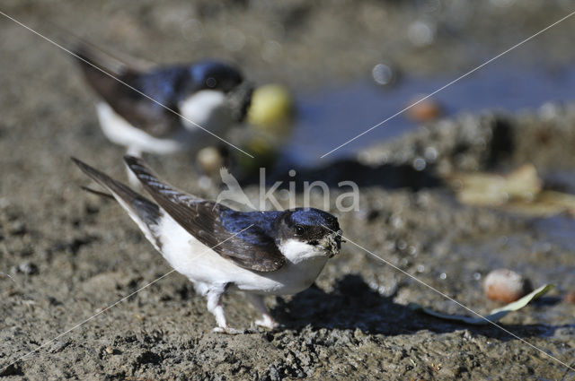 Common House-Martin (Delichon urbicum)