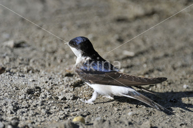 Huiszwaluw (Delichon urbicum)