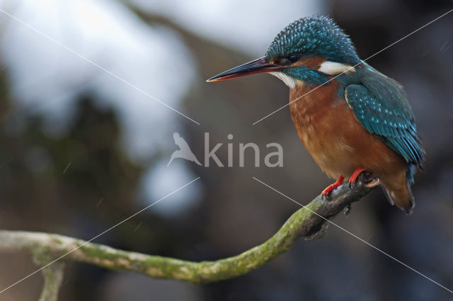 IJsvogel (Alcedo atthis)