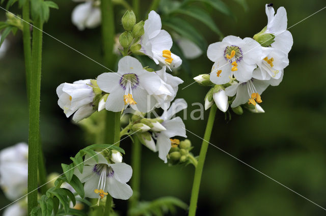 Jakobsladder (Polemonium caeruleum)