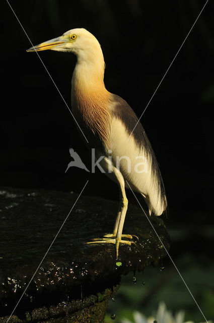 Javan Pond-Heron (Ardeola speciosa)