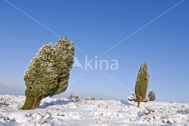 common juniper (Juniperus communis)