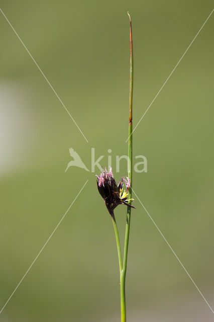 Juncus jacquini