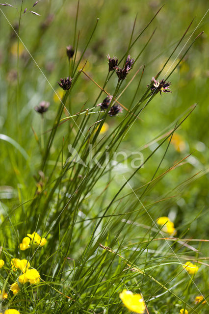 Juncus jacquini