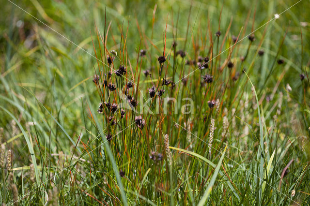 Juncus jacquini