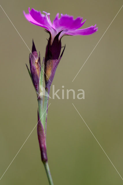 Carthusian Pink (Dianthus carthusianorum)