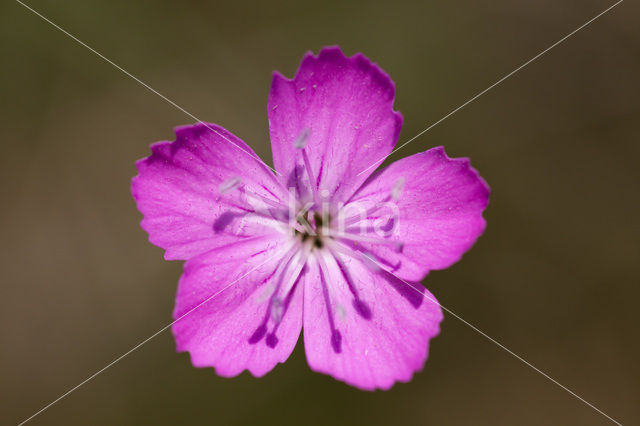 Karthuizer anjer (Dianthus carthusianorum)