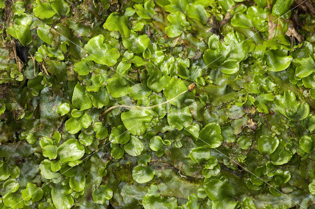 Great Scented Liverwort (Conocephalum conicum)