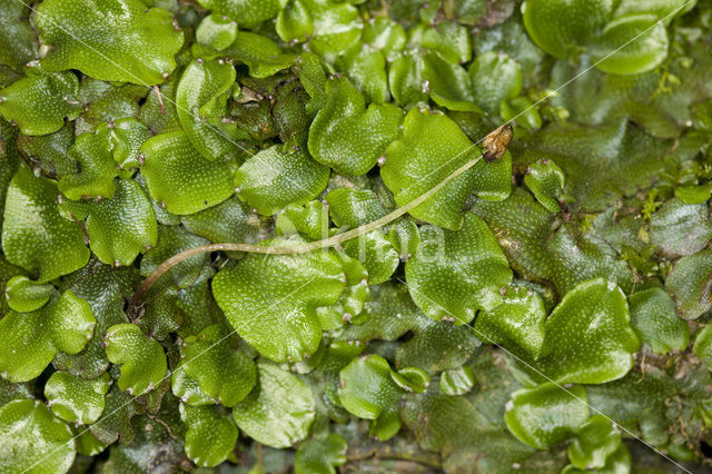 Great Scented Liverwort (Conocephalum conicum)