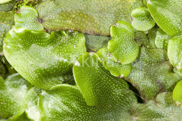 Great Scented Liverwort (Conocephalum conicum)