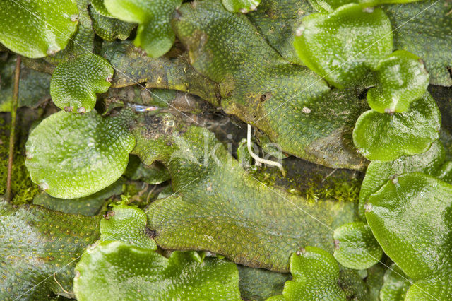 Great Scented Liverwort (Conocephalum conicum)