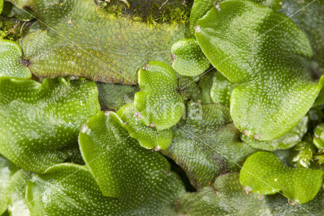 Great Scented Liverwort (Conocephalum conicum)