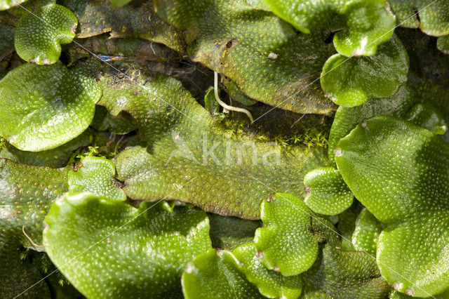 Great Scented Liverwort (Conocephalum conicum)