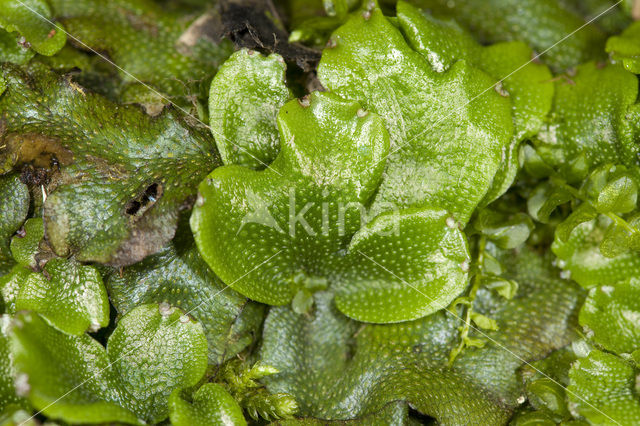 Great Scented Liverwort (Conocephalum conicum)