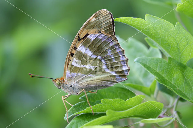 Silver-washed Fritillary (Argynnis paphia)