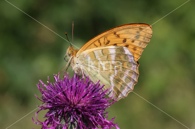 Silver-washed Fritillary (Argynnis paphia)