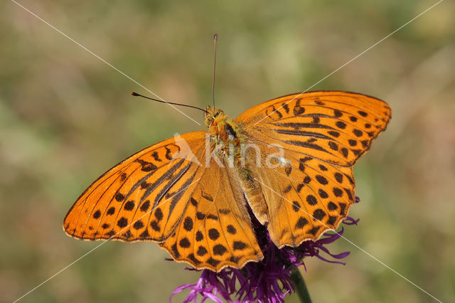 Keizersmantel (Argynnis paphia)