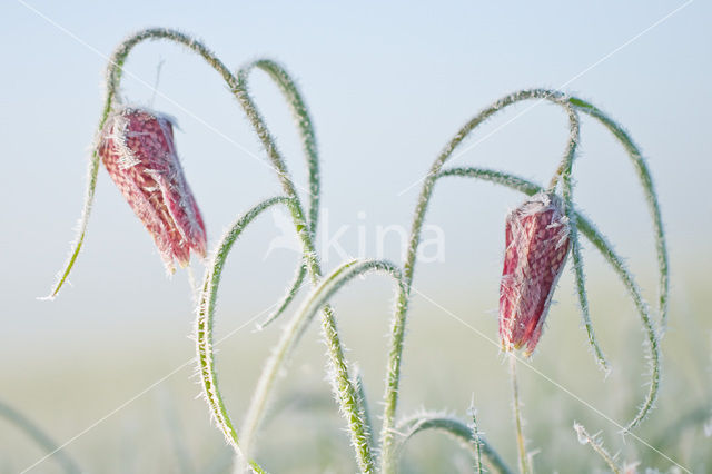 Kievitsbloem (Fritillaria spec)