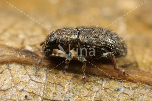 Clover Weevil (Sitona hispidulus)