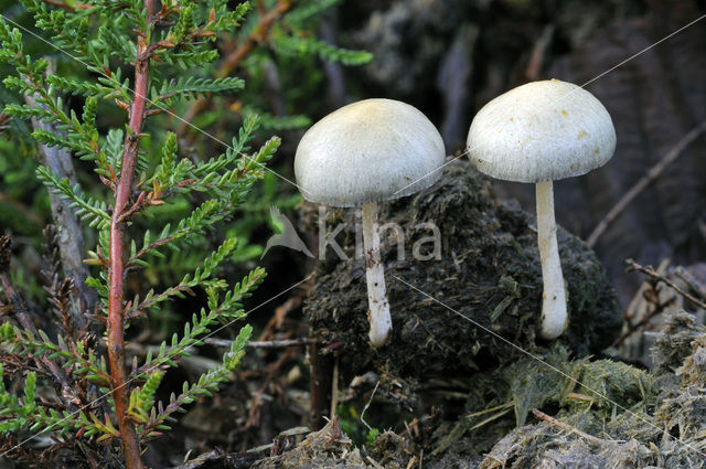 Kleefsteelstropharia (Psilocybe semiglobata)