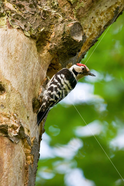 Lesser Spotted Woodpecker (Picoides minor)