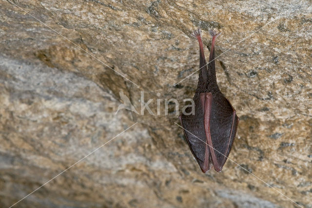 Kleine hoefijzerneus (Rhinolophus hipposideros)