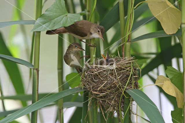 Eurasian Reed-Warbler (Acrocephalus scirpaceus)