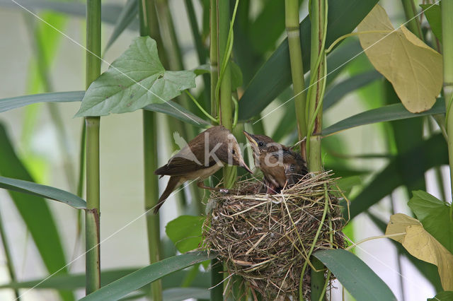 Eurasian Reed-Warbler (Acrocephalus scirpaceus)