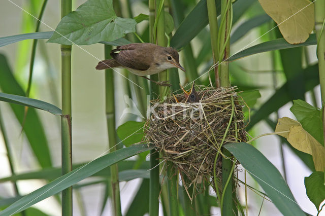 Eurasian Reed-Warbler (Acrocephalus scirpaceus)