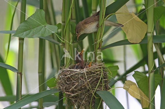 Kleine Karekiet (Acrocephalus scirpaceus)