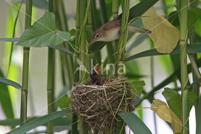 Eurasian Reed-Warbler (Acrocephalus scirpaceus)