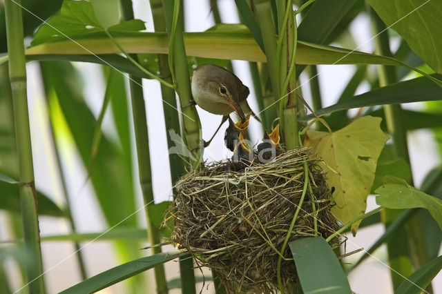 Eurasian Reed-Warbler (Acrocephalus scirpaceus)