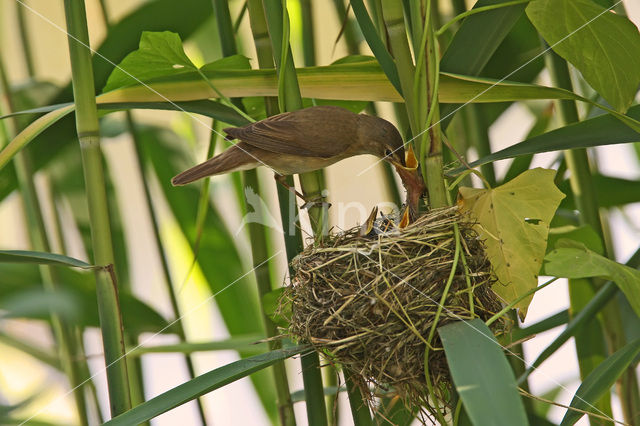 Eurasian Reed-Warbler (Acrocephalus scirpaceus)